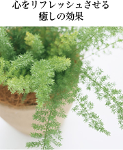 StbV̌