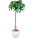 pL